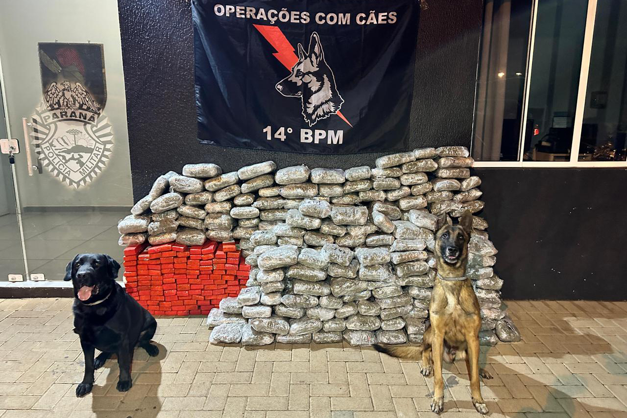 PM do Paraná amplia a ação e apreensões de maconha sobem 228%